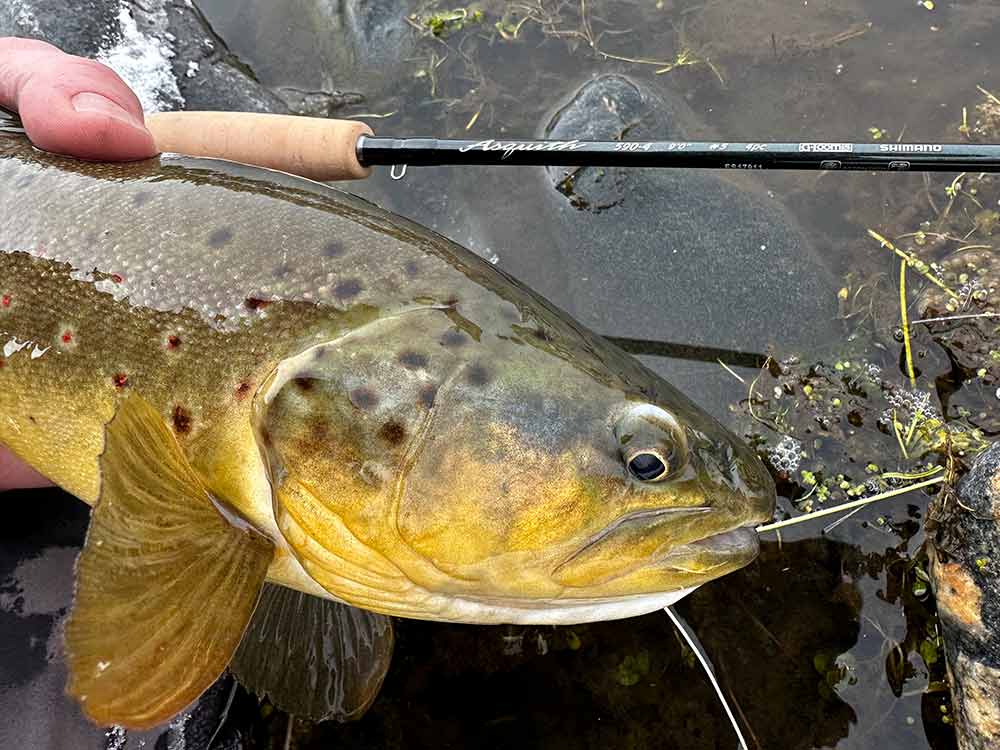 フィッシングロッド　フォークアウトフィッターズ　 1ピースです ZX Single-Hand Rod | Fly Fishing Rods | Loop Tackle