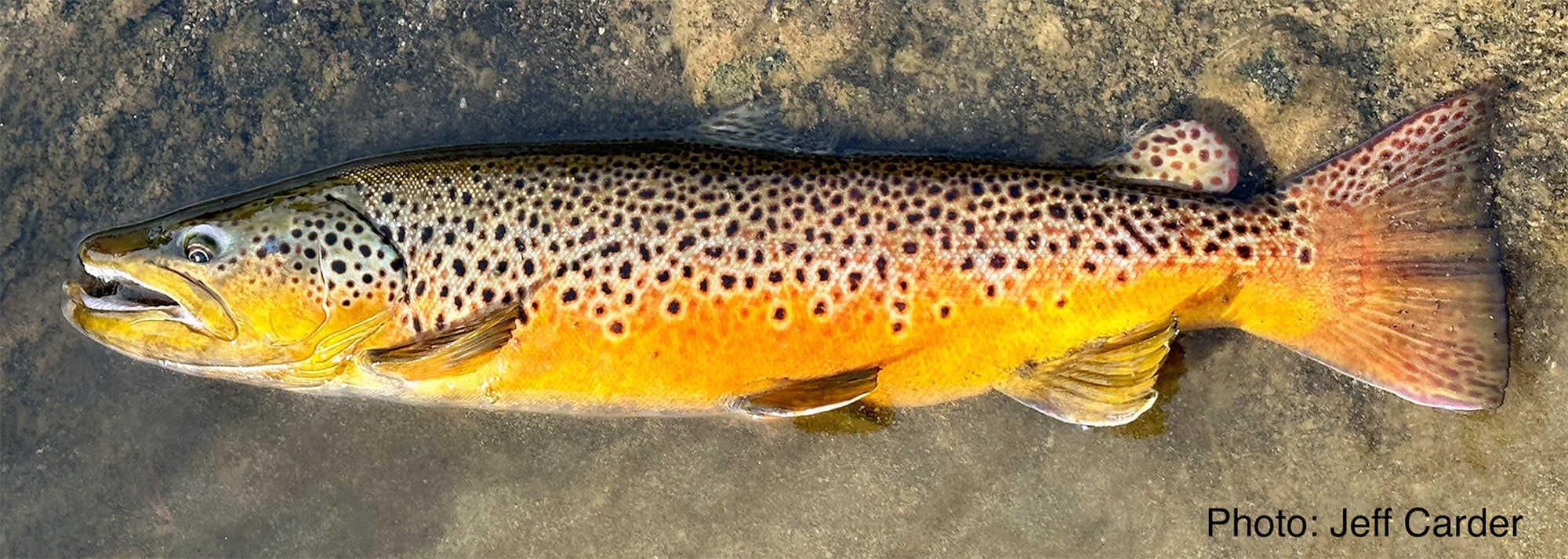 Yellowstone National Park Fishing Report - 10/29/25