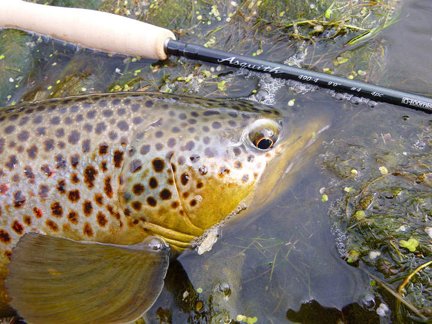 G. Loomis Asquith Fly Rod image 10