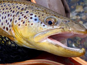 beaverhead river