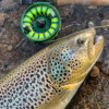 Galvan Torque Fly Reel - Image 7
