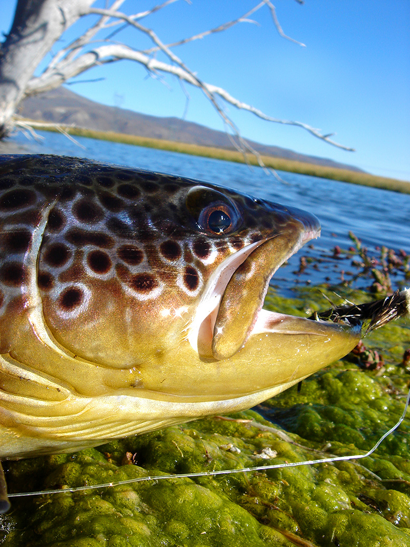 Gear Reviews » Multiple Fly Rod Weight Rankings » Yellowstone Angler