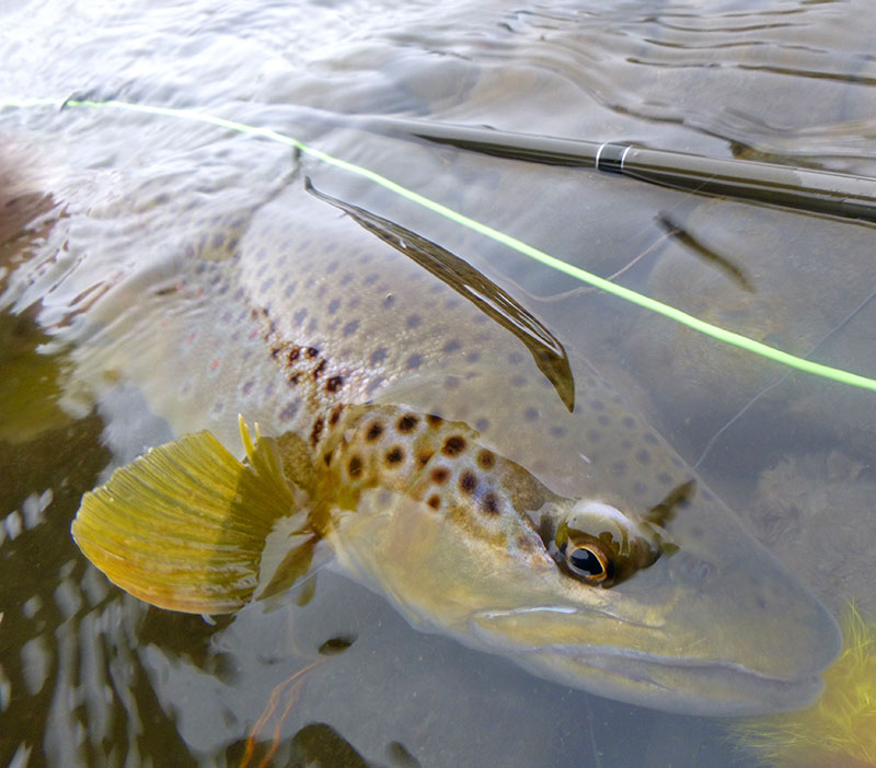 MONTANA SPEY FISHING - TROUTSPEY