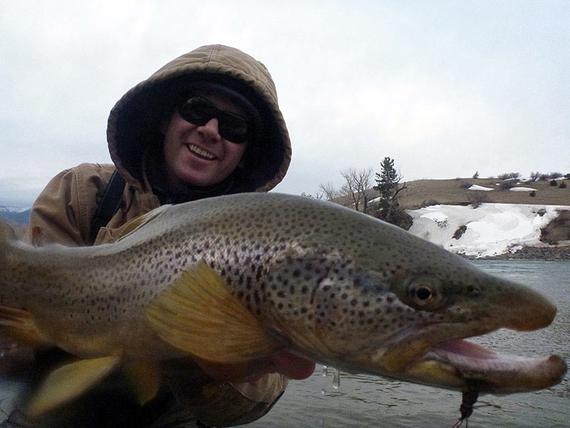 Yellowstone Brown caught on a switch rod