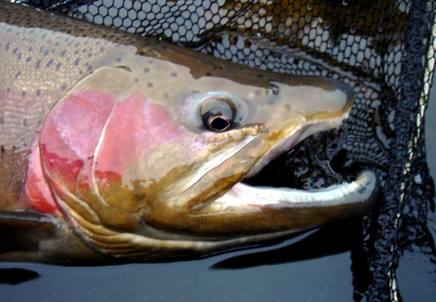 montana rainbow