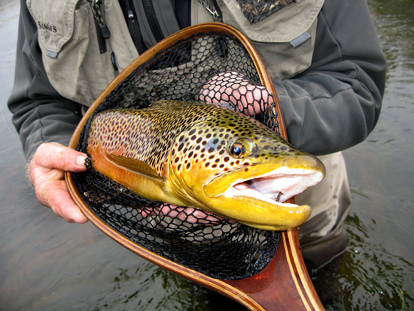 Brown Trout