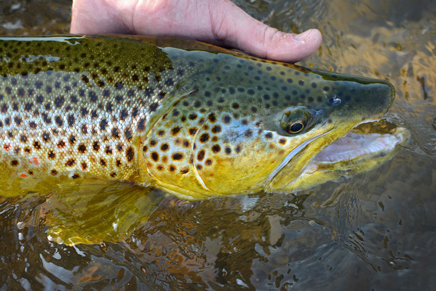 brown caught on a two-hander