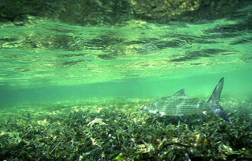 underwater bonefish