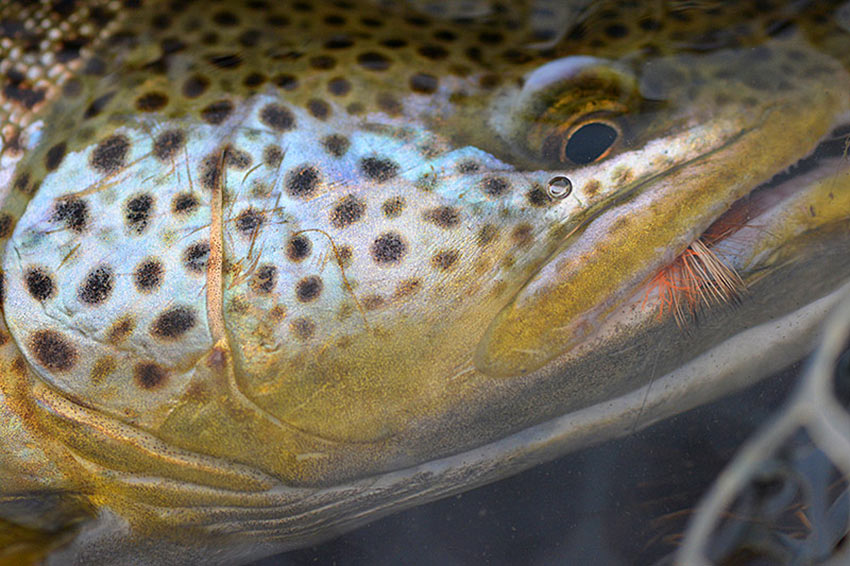 Brown Trout - Mother's Day Caddis