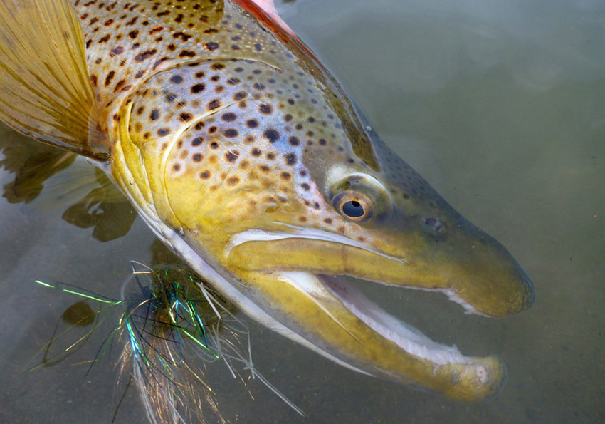 Brown Trout