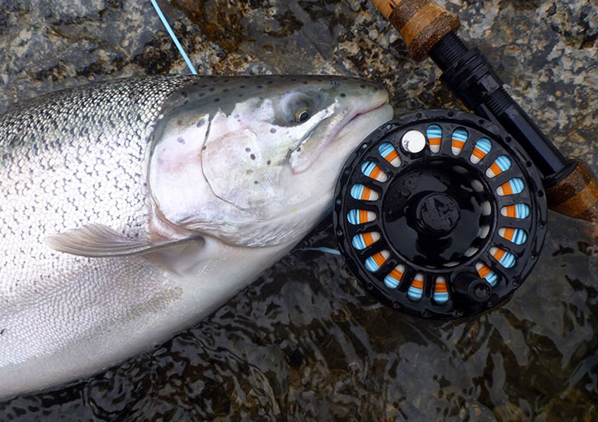  Temple Fork Outfitters Large Arbor Fly Reels Model: TFR 375  Gold : Fly Fishing Reels : Sports & Outdoors