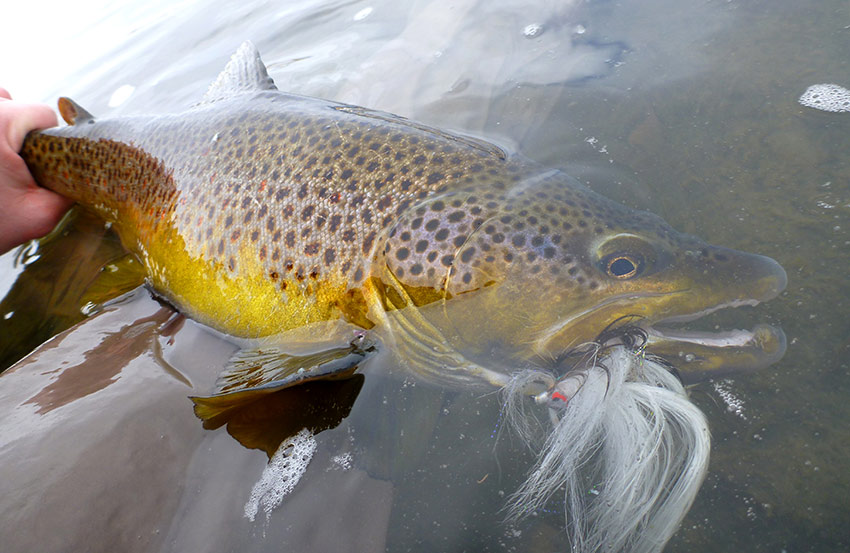 brown trout