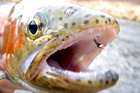 Brown trout with hook in mouth.