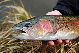 Rainbow trout pattern.