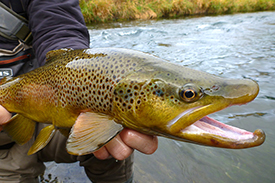 Brown trout close-up
