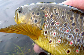 Brown trout scale pattern close-up
