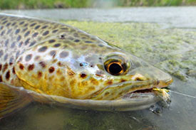 Brown trout eye