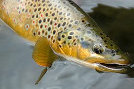 Brown trout pattern.