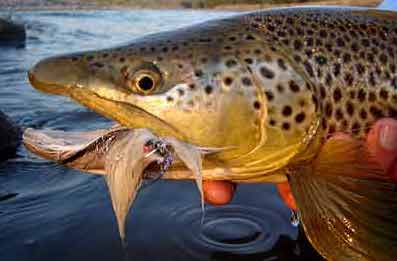 Trout with lure in its mouth