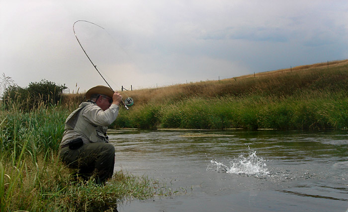 Fish on a DePuy Creek