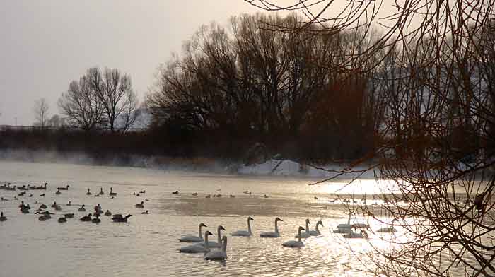 Ducks and swans on pond