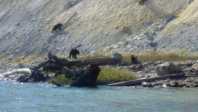 Bears on hillside