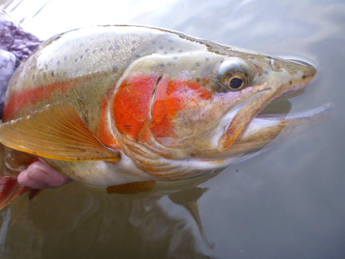 Brown trout catch and release.