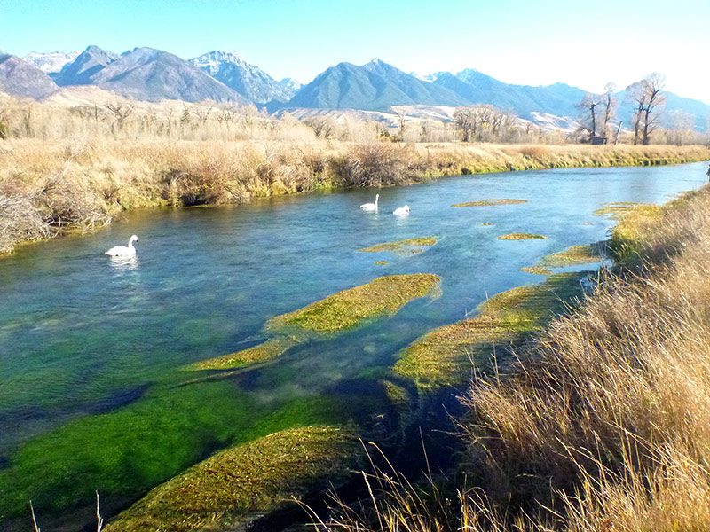 Swans on creek