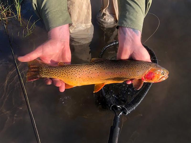 Cutthroat trout catch and release