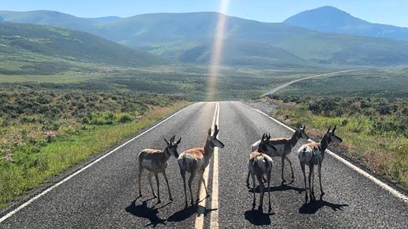 Antelope and deer