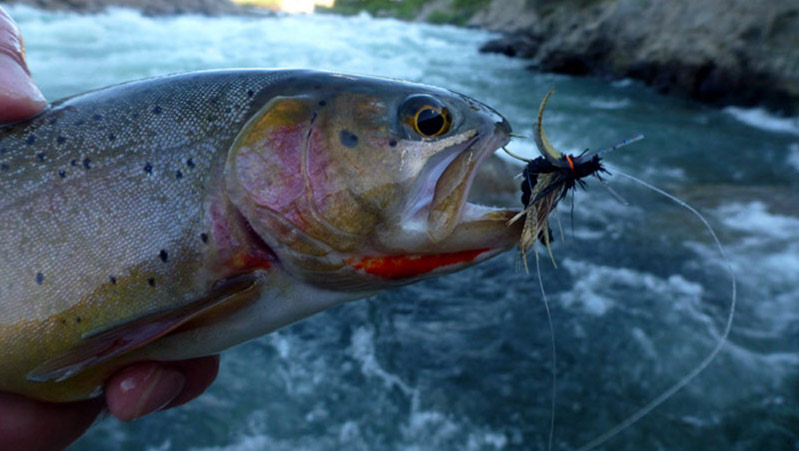 Trout hooked in lip