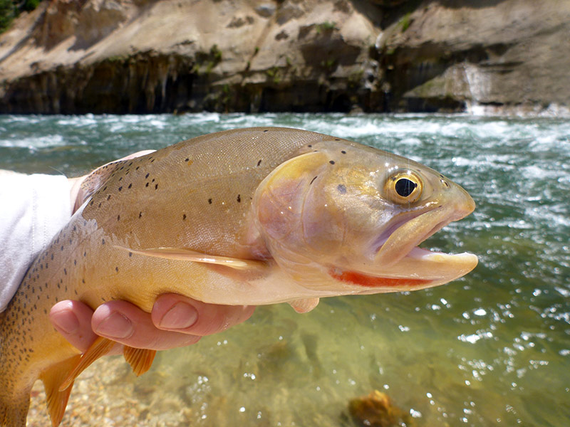 Fish close-up