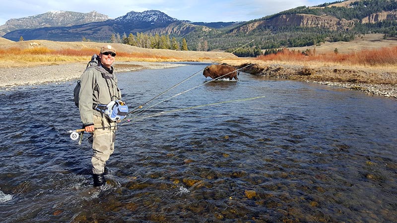 Bison crossing shallow stream