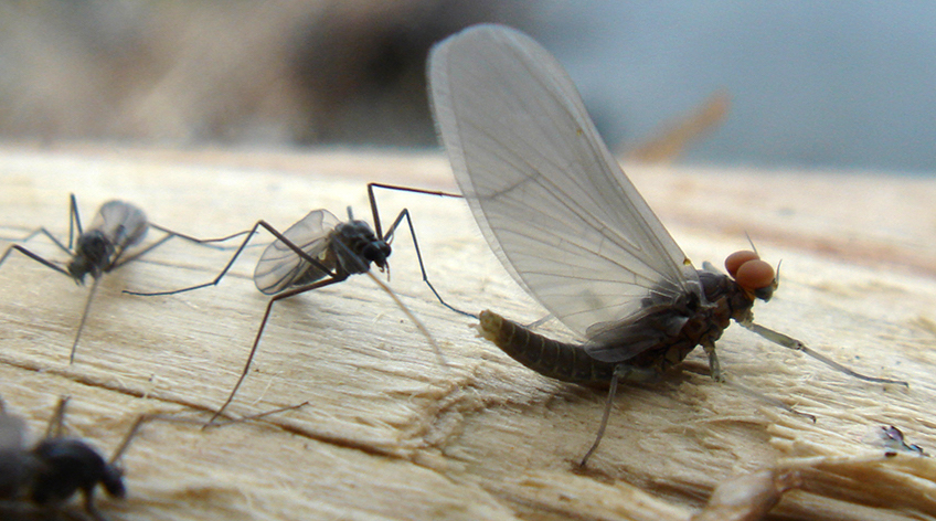 Baetis flies