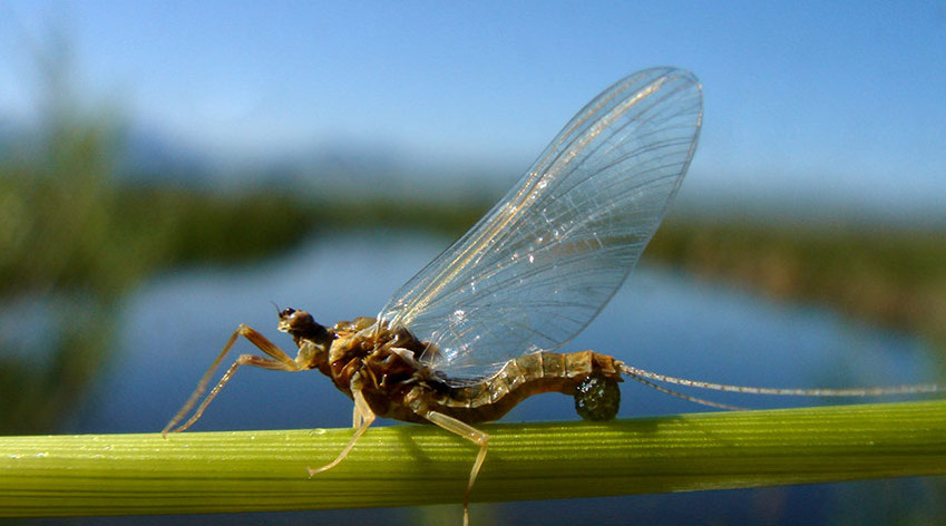 Large mayfly.