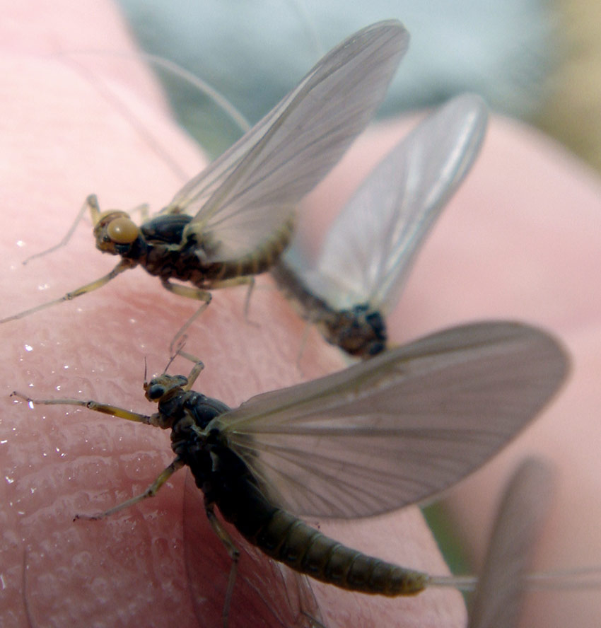 Male and female baetis adults