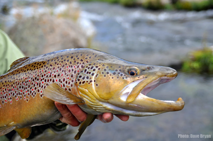 Brown trout head