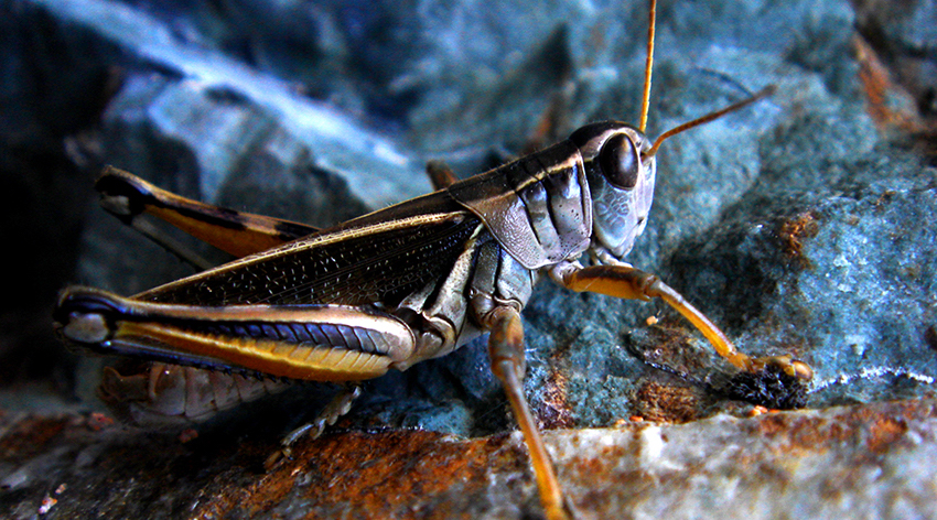 Grasshopper close-up