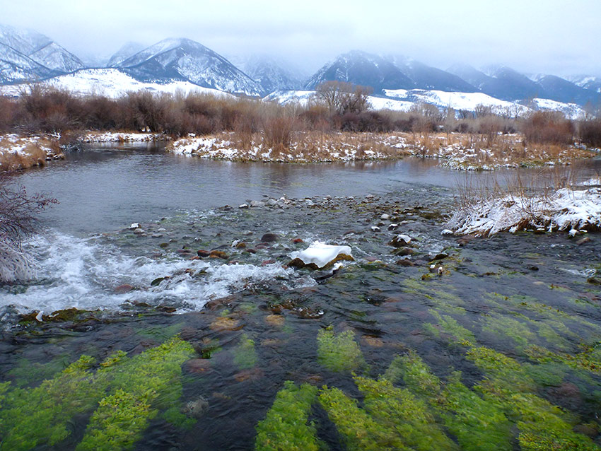 Spring creek in winter