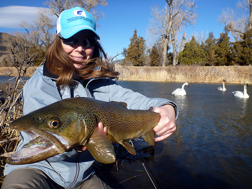 Brown trout catch