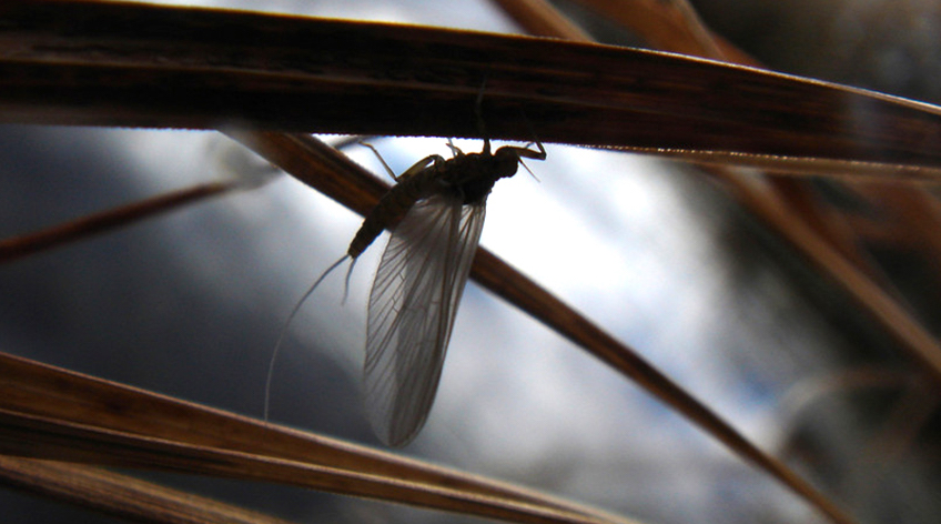 Mayfly Insect