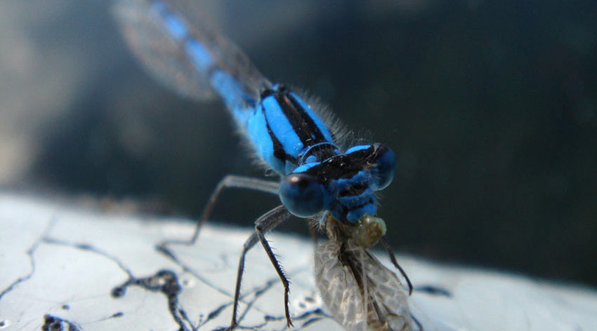 Blue dragonfly