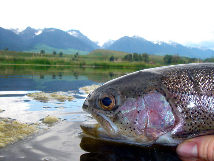 Trout with mountains in background