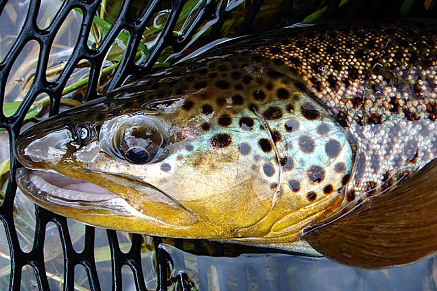 Trout in net