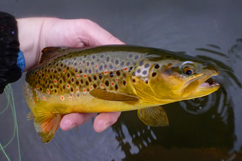 Fresh caught brown trout