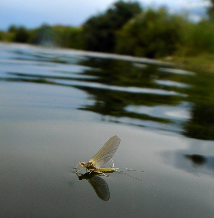 Mayfly on surface of the water.