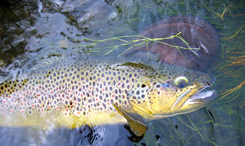 Brown trout in shallow water