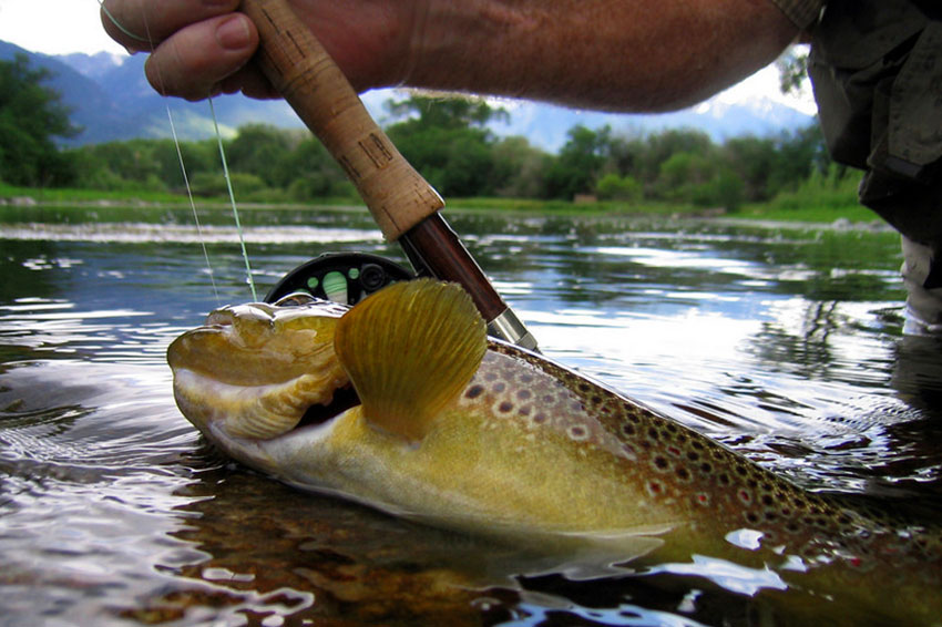 Brown trout on fishing line