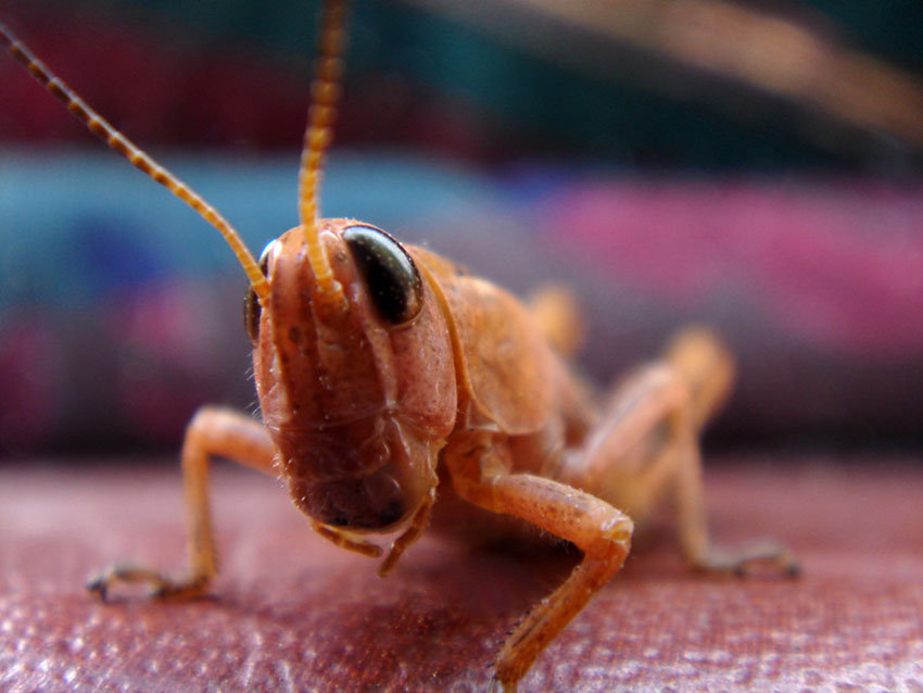 Grasshopper close-up