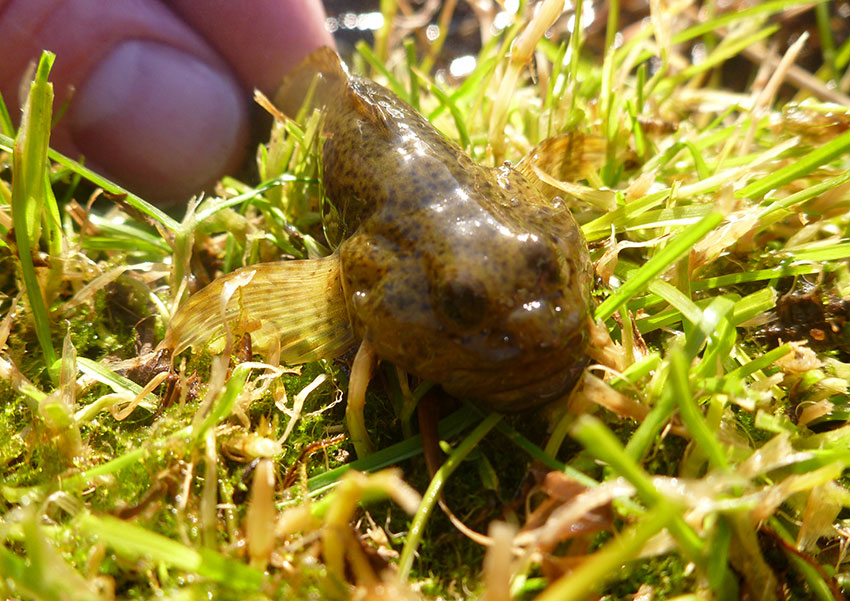 Sculpin in the grass